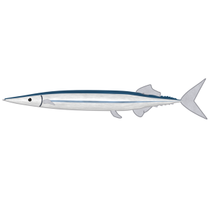 秋刀魚のイラスト