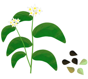 そばの花のイラスト