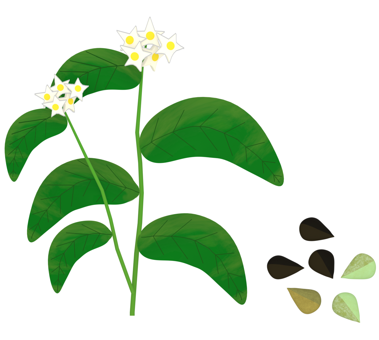 そばの花のイラスト