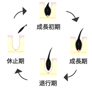 毛周期のイラスト