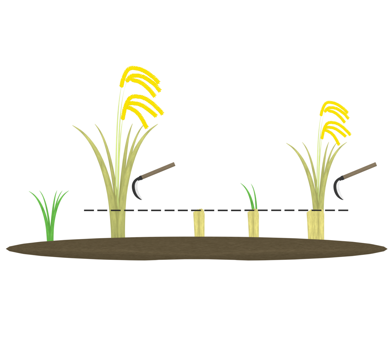 再生二期作のイラスト