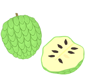 チェリモヤのイラスト