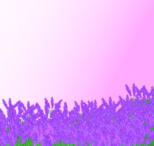 ラベンダー畑のイラスト