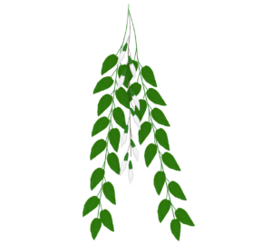 アカシアのイラスト