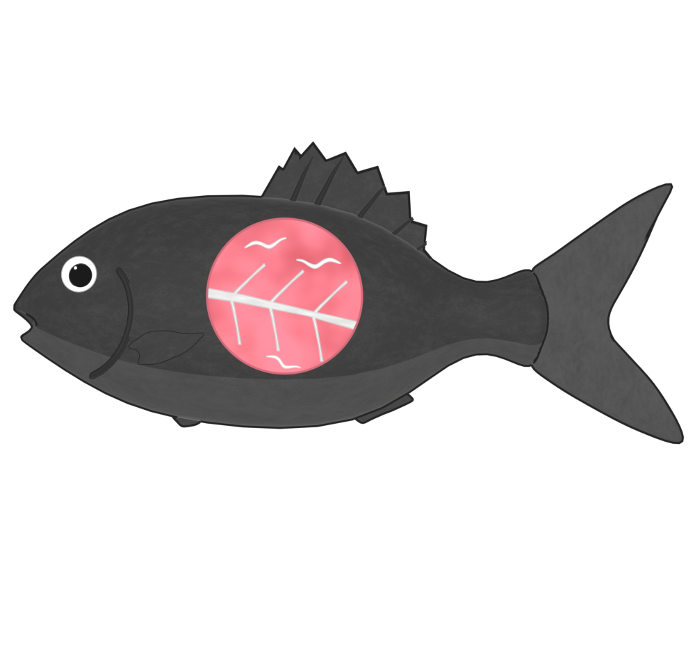 アニサキスのイラスト